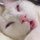 Illustration for article titled The Cat with the Ugliest Sleeping Face in Japan